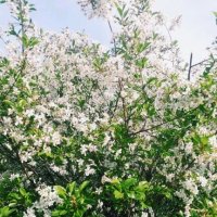 Цветение черемухи :: Георгиевич 