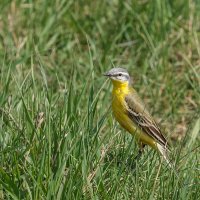 Трясогузка :: SanSan 