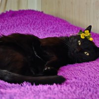 Уголёчек ... :: Евгений Хвальчев