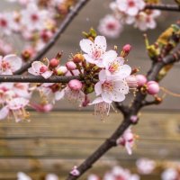 ИИ фрагменты :: Роман Савоцкий