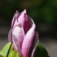 Весна в Ботаническом... :: Наташа ***** Весна в Ботаническом... :: Наташа *****