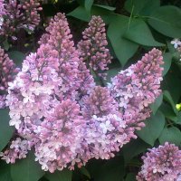 В ЧЕСТЬ 80 ЛЕТ ВЕЛИКОЙ ПОБЕДЫ! :: Елена Семигина