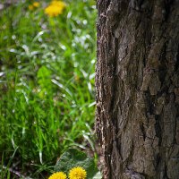 Одуванчики :: Владимир Кроливец