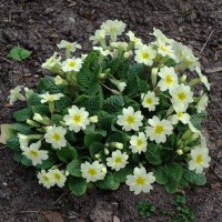 Примула :: Рита Симонова