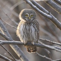 Сычик воробьиный :: Михаил Белоусов Сычик воробьиный :: Михаил Белоусов