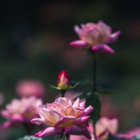 Фестиваль роз в Ханчжоу :: Дмитрий 