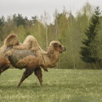 Необычный житель Ленинградской области :: Максим Вышарь