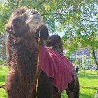 Верблюд :: ольга хакимова