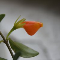 Нематантус :: Глеб 