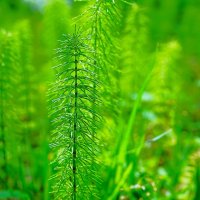 Хвощи и плауны :: Татьяна Тюменка Хвощи и плауны :: Татьяна Тюменка