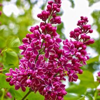 Накануне Дня Победы расцвела сирень :: Светлана 