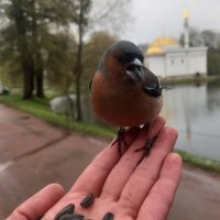 Зяблик :: Сапсан 