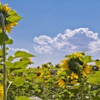 Жара :: **** vedin