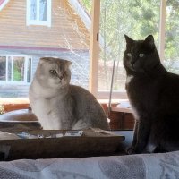 Приятели. :: Ольга Довженко