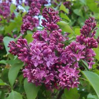 Сирень :: Дмитрий И_ Сирень :: Дмитрий И_