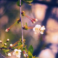 Веточка вишни :: Сергей Кочнев