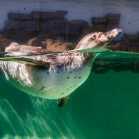 Пингвин :: SanSan 