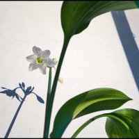 Цветок на балконе :: **** vedin
