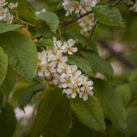 АХ, Черёмуха Белая. :: Вадим Басов
