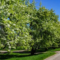 Яблоневый сад :: Ольга Яблоневый сад :: Ольга