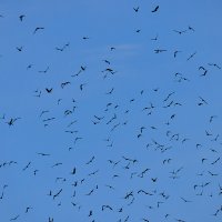 Куда, зачем и почему? :: Alexandеr P