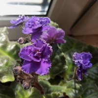 Фиалка :: Елена Семигина