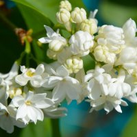 *** :: Надежда Куркина 