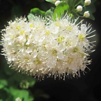 Нежность :: Елена Семигина