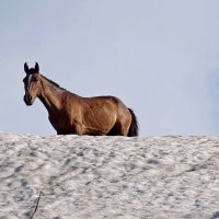 НАШИ ПРОГУЛКИ. :: Виктор Осипчук НАШИ ПРОГУЛКИ. :: Виктор Осипчук