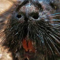 портрет нутрии :: ИРЭН@ . портрет нутрии :: ИРЭН@ .