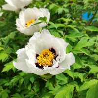 ,,, :: Сергей Тимоновский