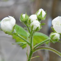 Боярышник сибирский :: Надежда Куркина 