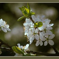 Весеннее :: Владимир Кроливец