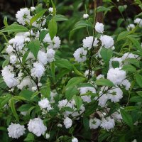 Цветет Миндаль белый :: Рита Симонова Цветет Миндаль белый :: Рита Симонова