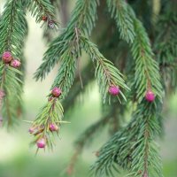 Елочка :: Татьяна Тюменка