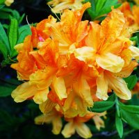 Оранжевый рододендон :: Aida10 