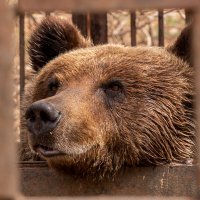 Мечтатель :: Сергей Флетчер