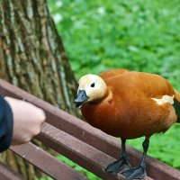 Кормим уточку :: Светлана 