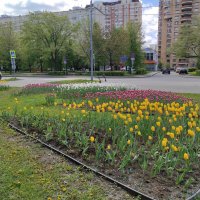 Городские цветы, городские цветы... :: Игорь Ч.