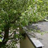 Начало конца цветения :: Oleg4618 Шутченко