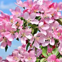 Розовая яблоня. :: Восковых Анна Васильевна Розовая яблоня. :: Восковых Анна Васильевна