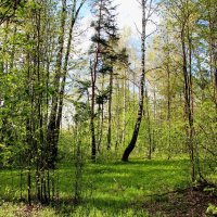Подмосковье. Май месяц :: Тамара Вебер
