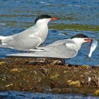 речные крачки :: gawrilа - dan