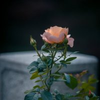 Фестиваль роз в Ханчжоу :: Дмитрий Фестиваль роз в Ханчжоу :: Дмитрий