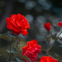 Фестиваль роз в Ханчжоу :: Дмитрий 