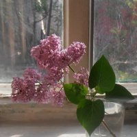 Ветка сирени :: Наталья 