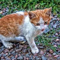 КОТЁНОК :: Анатолий Малобродский