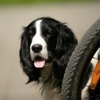 в ожидании хозяина :: Павел Кошалеф в ожидании хозяина :: Павел Кошалеф