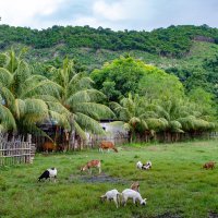 Индонезийская деревня. :: Вячеслав Хаванский Индонезийская деревня. :: Вячеслав Хаванский
