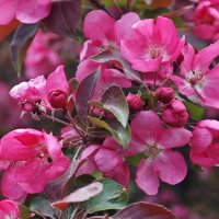 Цветение :: <<< Наташа >>>